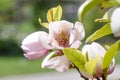 Polished-leaved Magnolia laevifolia close-up inflorescence